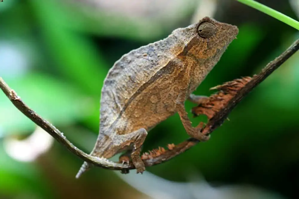A climbing pygmy chameleon