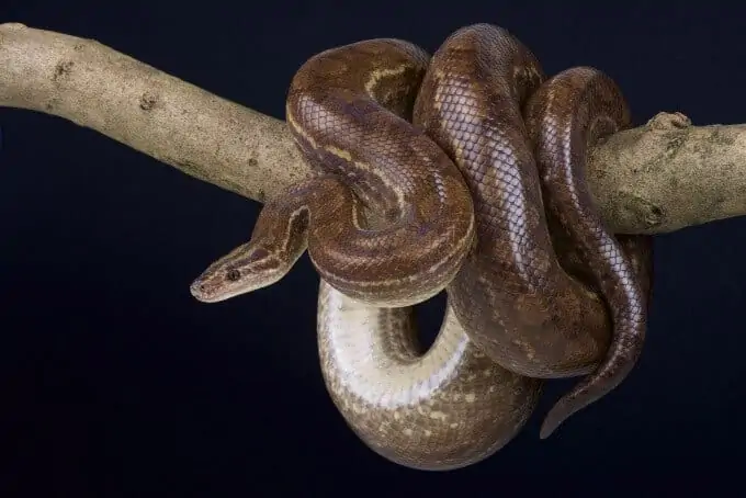 A Colombian rainbow boa pet snake