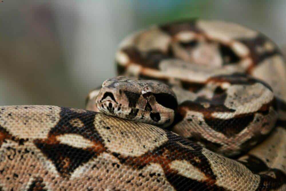 Colombian red tail boa coiling up