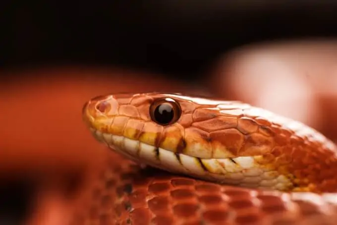 A beginner-friendly pet corn snake