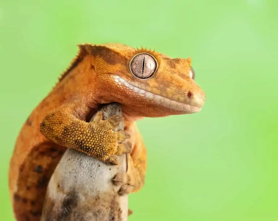 A crested gecko holding a branch