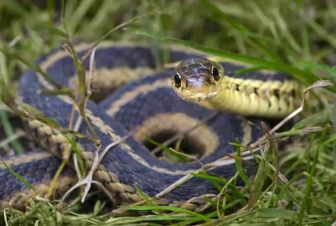 A curious garter snake close up