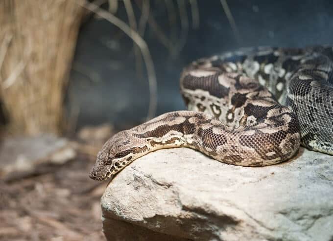 A type of snake called the Dumeril's boa