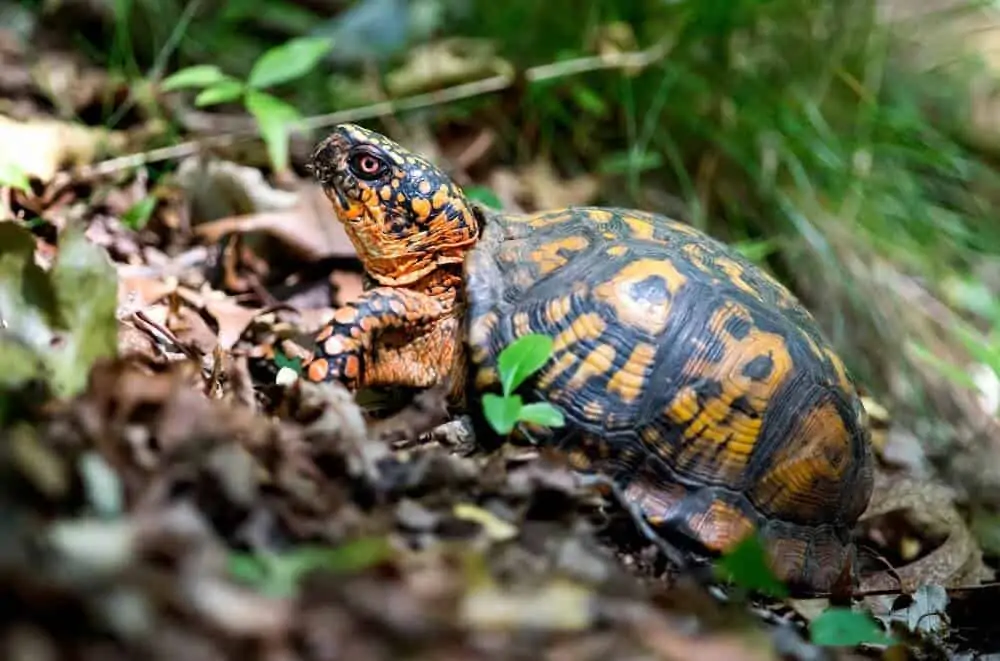 A climbing eastern box turtle