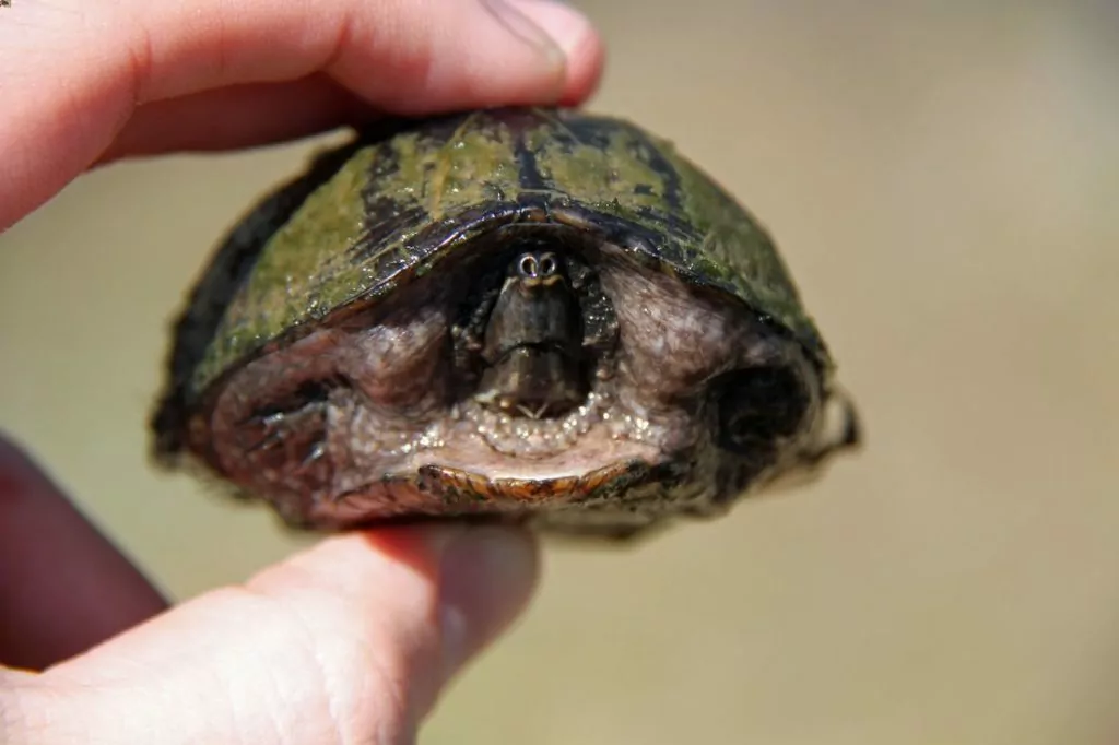 An eastern musk turtle hiding while being picked up