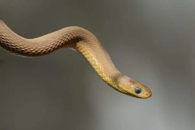 A pet egg-eating snake