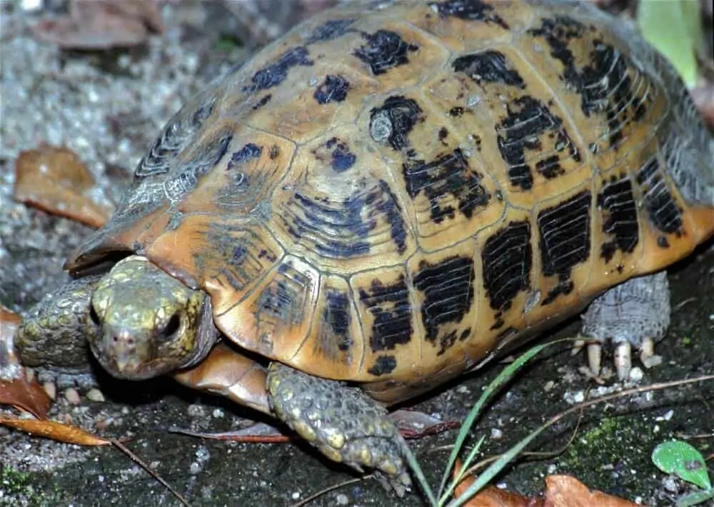 An elongated tortoise inside an enclosure