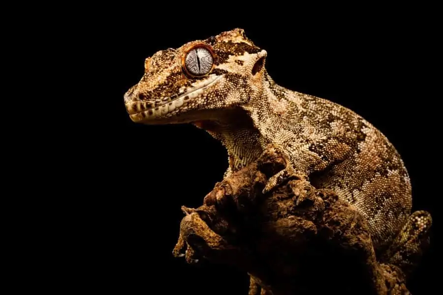 A pet gargoyle gecko at night