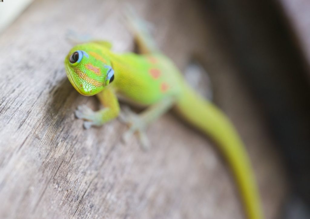 One gold dust day gecko climbing on some wood