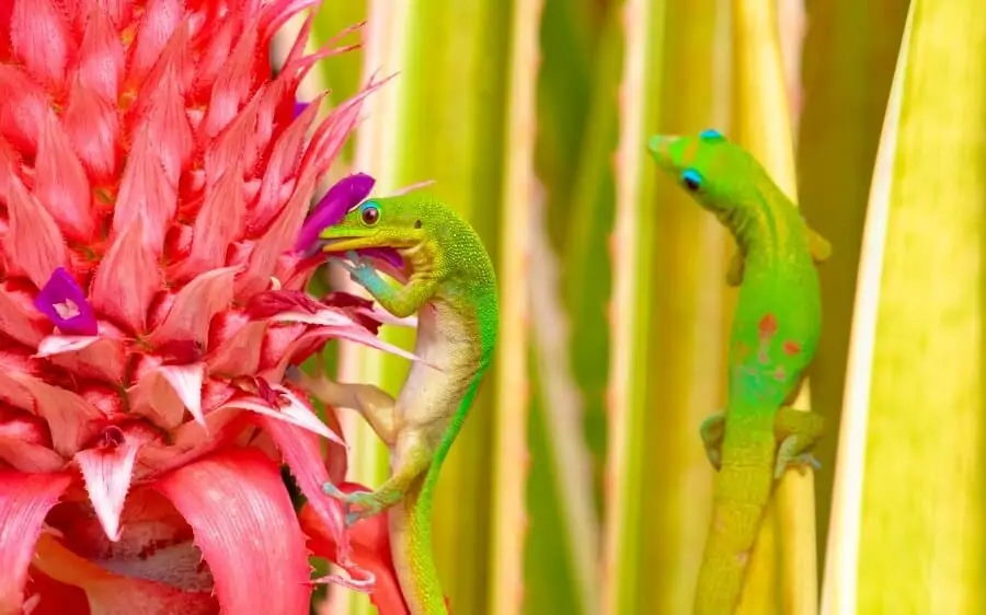 Two gold dust day geckos climbing on flowers