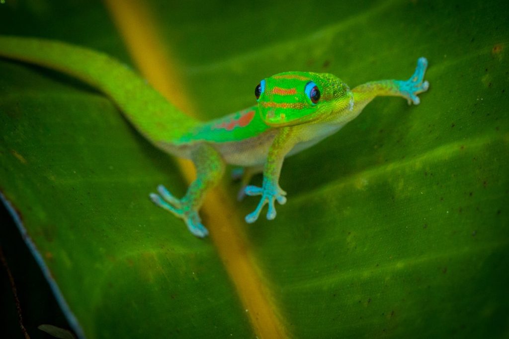 Gold dust day gecko in a well-made habitat