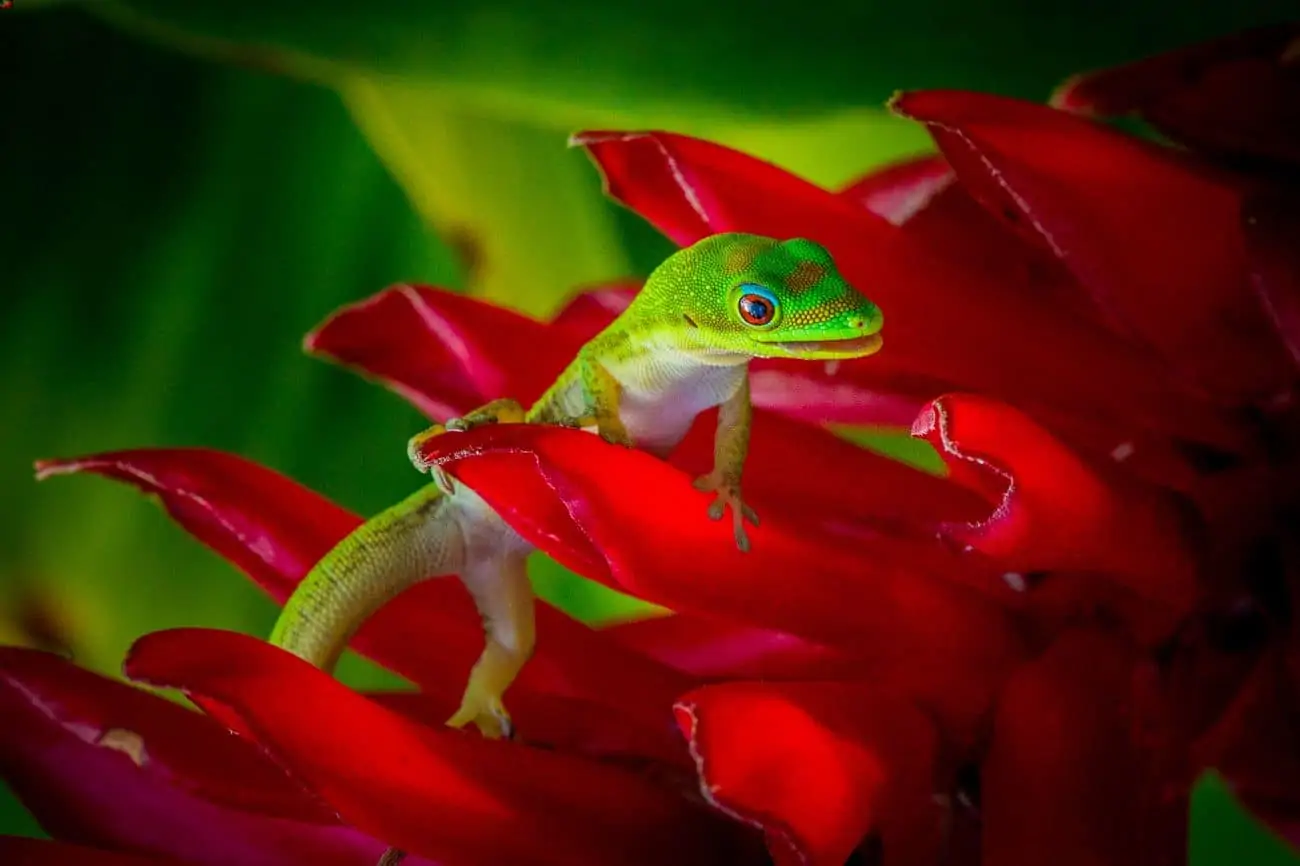 Gold dust day gecko looking for food on a plant