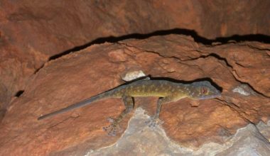 Golden gecko in its natural habitat