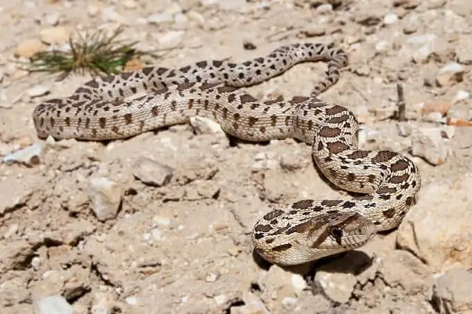 A gopher snake outside on top of rocks