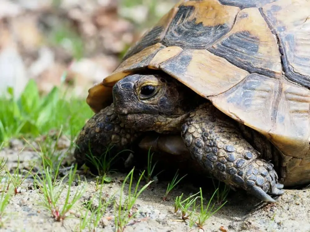A pet Greek tortoise hiding