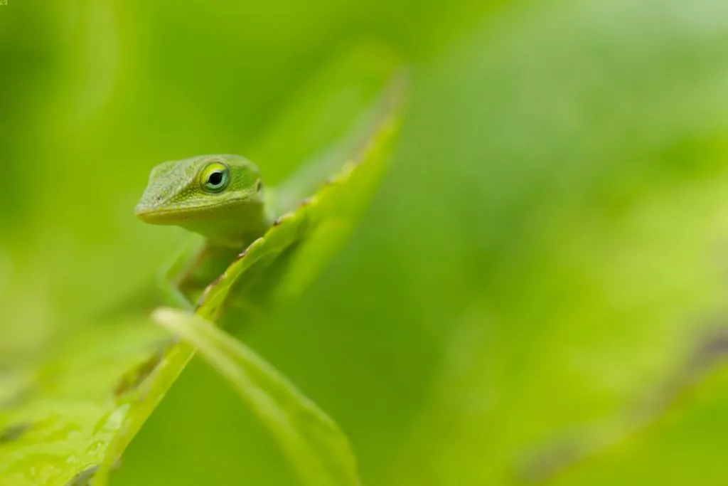A green anole peeking around a leaf