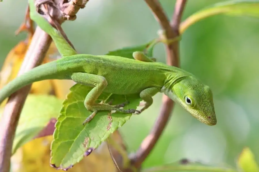 One green anole climbing on branches and leaves