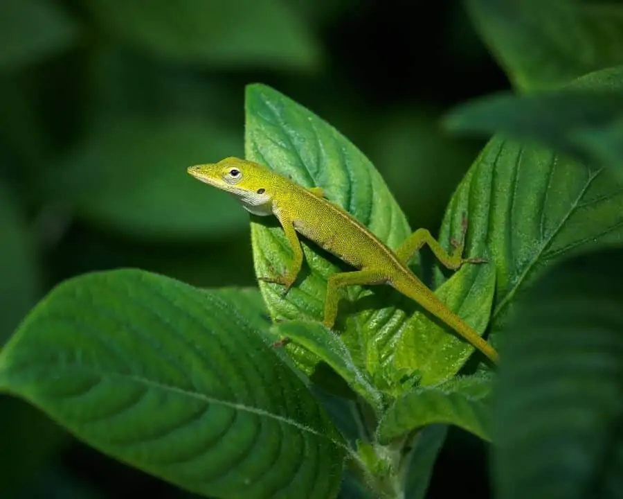 A pet green anole climbing on a plant