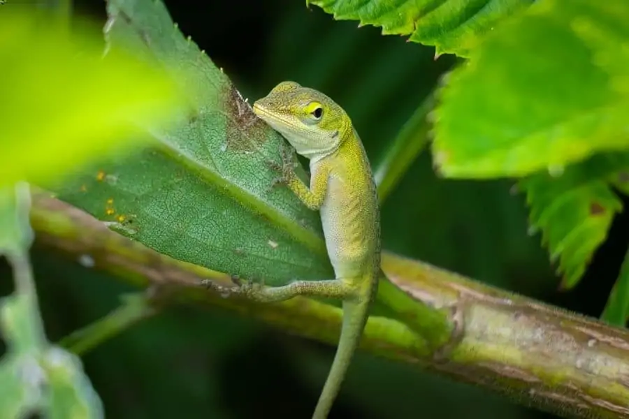 A green anole searching for food
