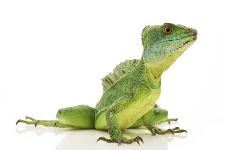 A lizard breed known as the green basilisk