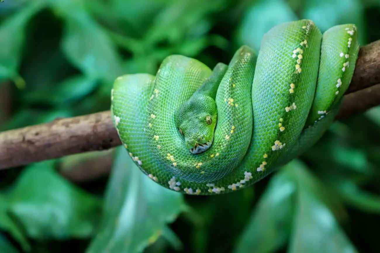 A green tree python pet snake on a branch