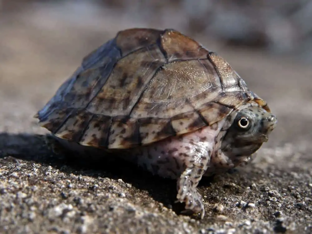 A hatchling razorback musk turtle