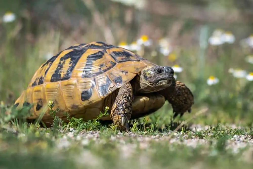 A type of pet tortoise called the Hermann's tortoise
