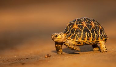 An Indian star tortoise walking