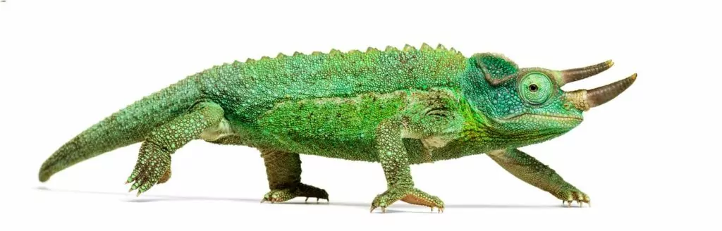 Side view of a Jackson's chameleon