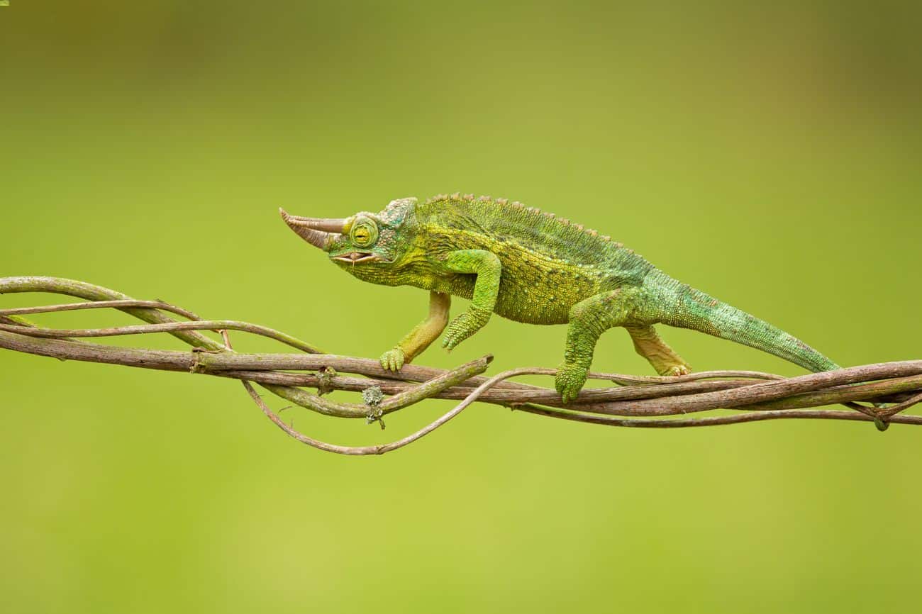 A male Jackson's chameleon climbing while eating
