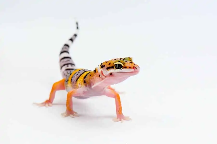 A popular type of lizard called the leopard gecko