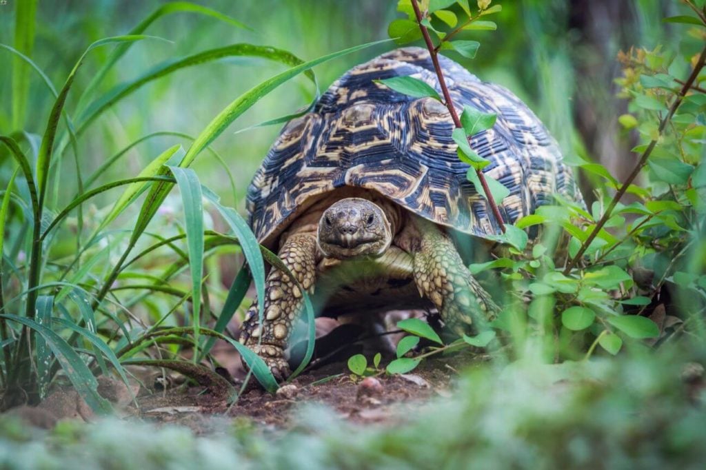 A leopard tortoise moving through a grassy habitat