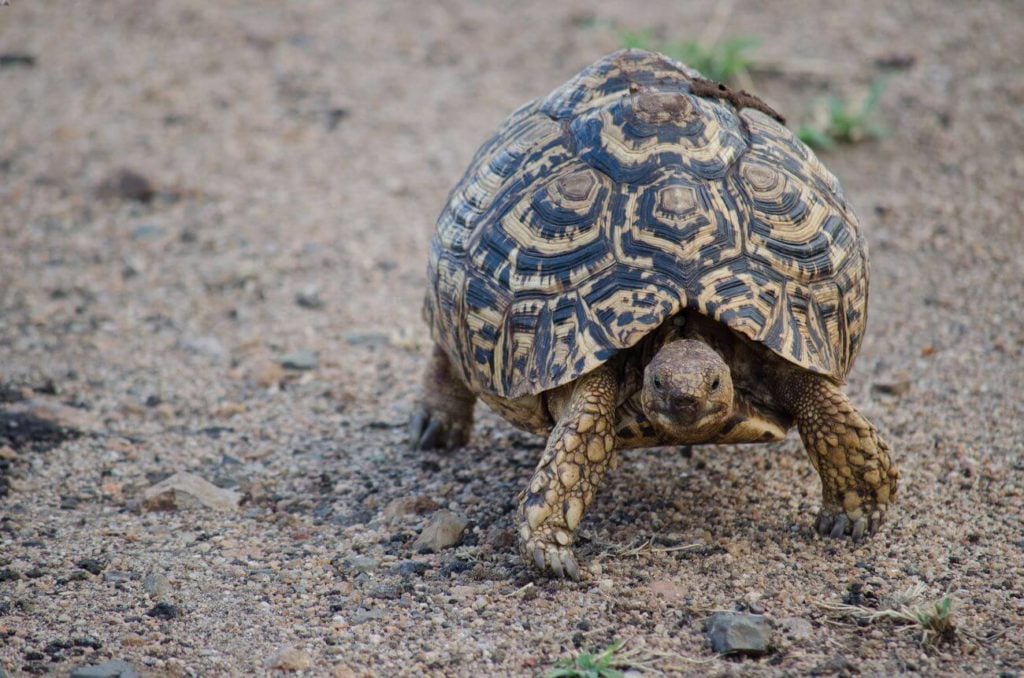 A leopard tortoise walking around an outdoor enclosure