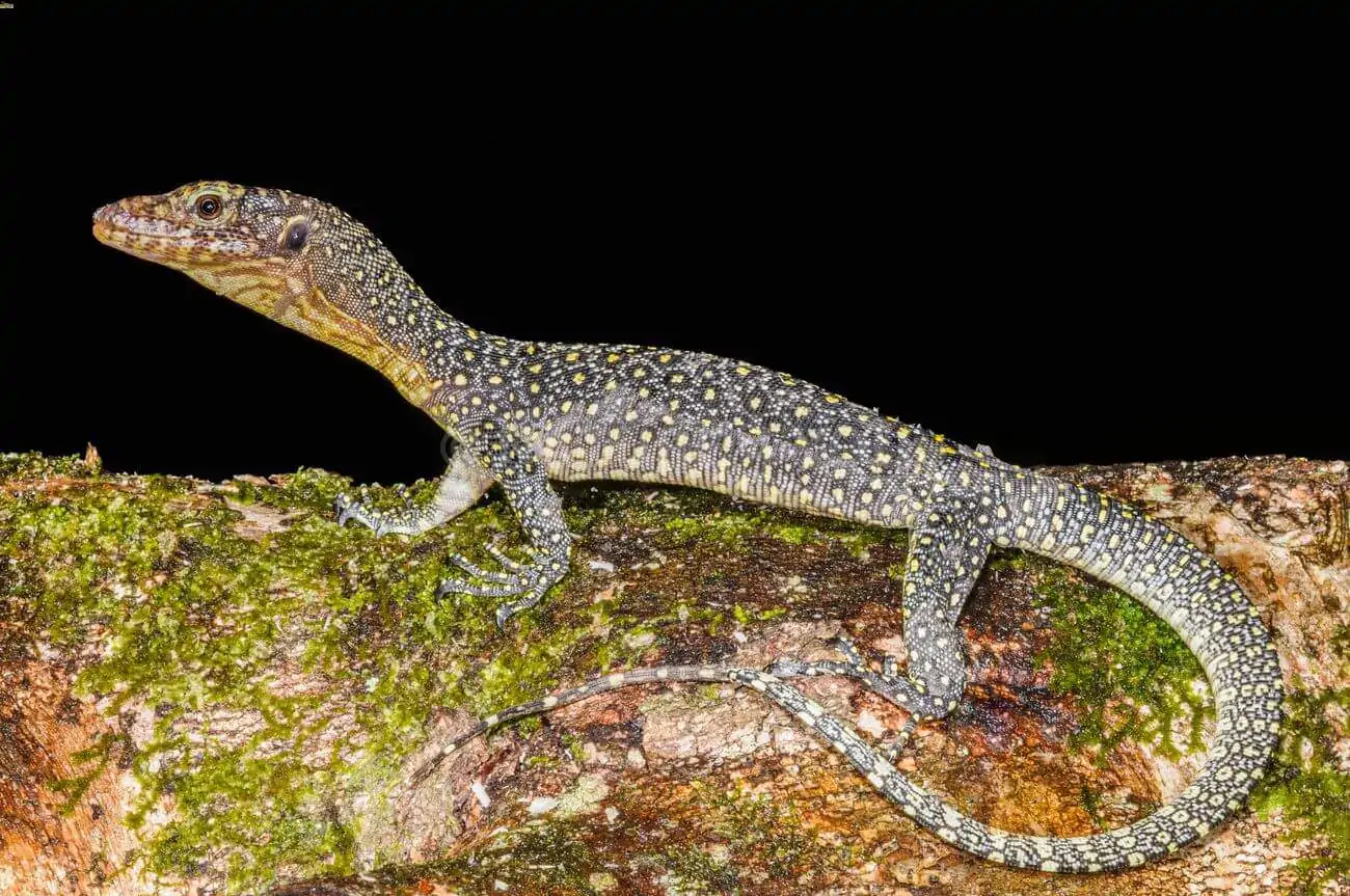 A mangrove monitor walking on a tree branch