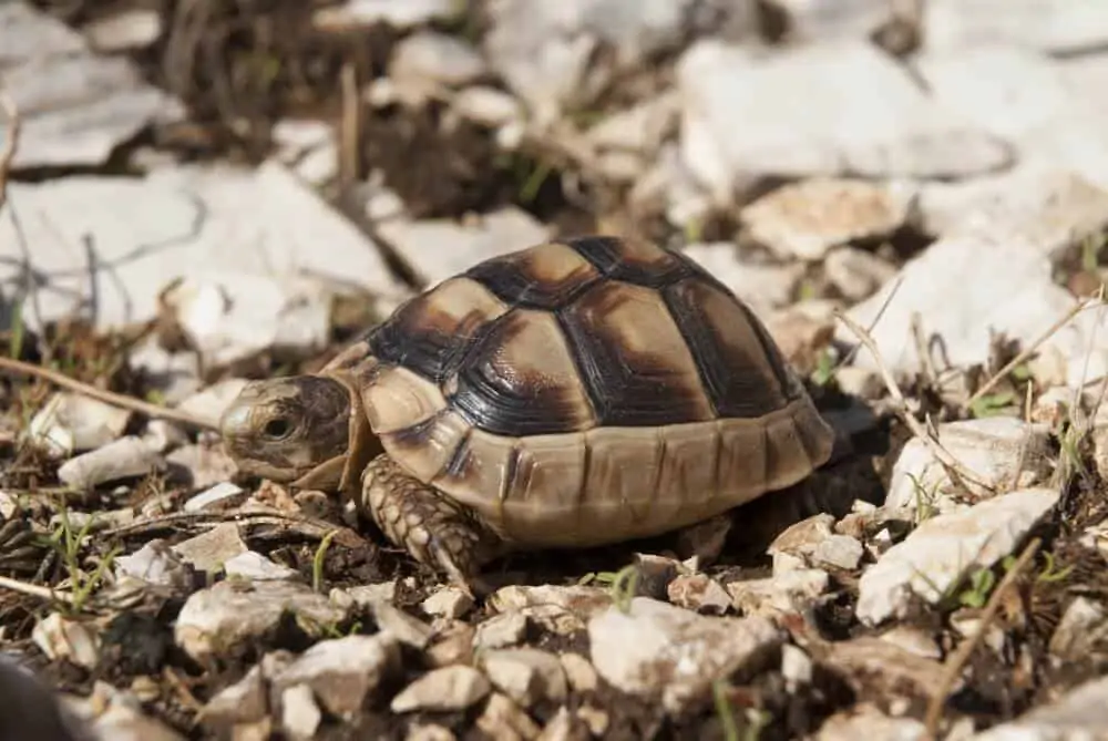 A species called the marginated tortoise