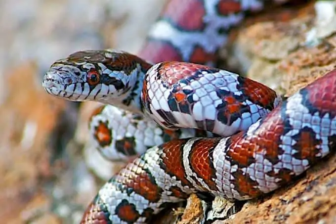 Pet milk snake in outdoor enclosure
