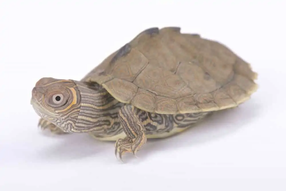 A pet Mississippi map turtle