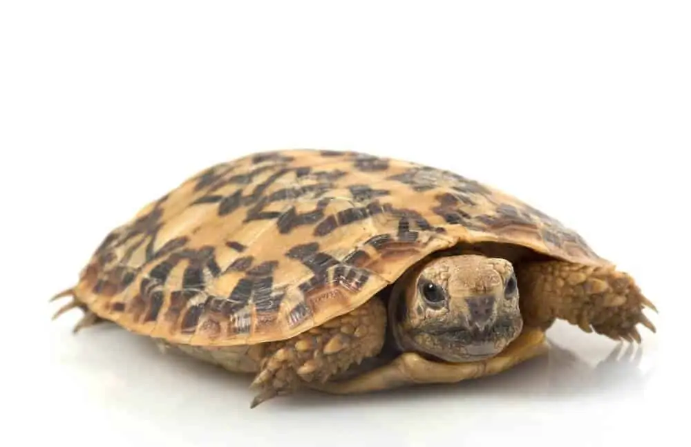 A type of turtle called the pancake