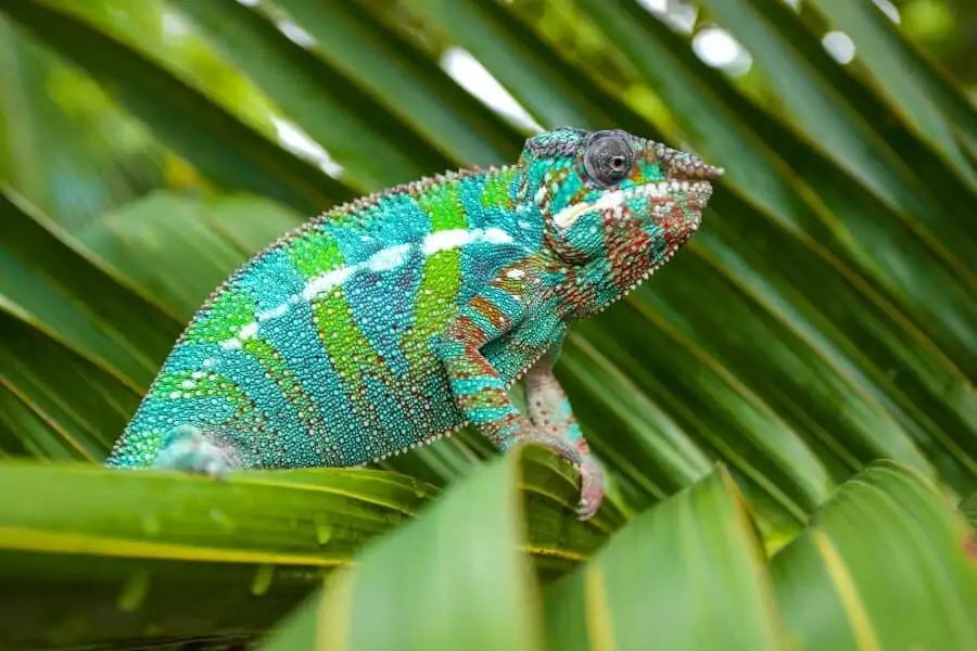 A panther chameleon being a good pet lizard