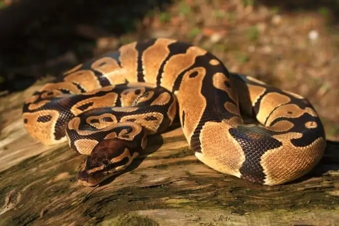 A popular beginner pet snake called the ball python