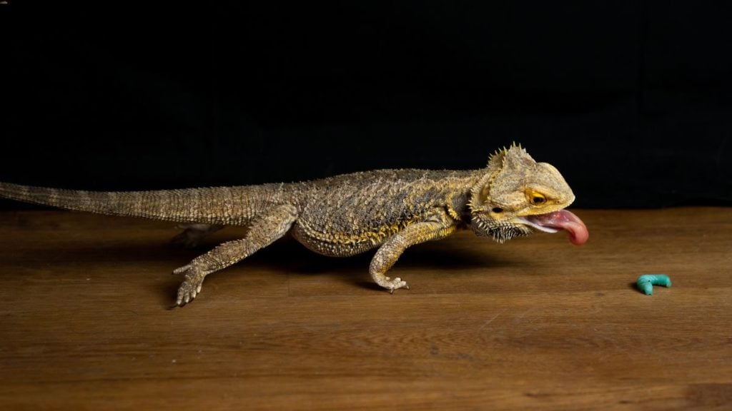 A pet bearded dragon preparing to eat an insect