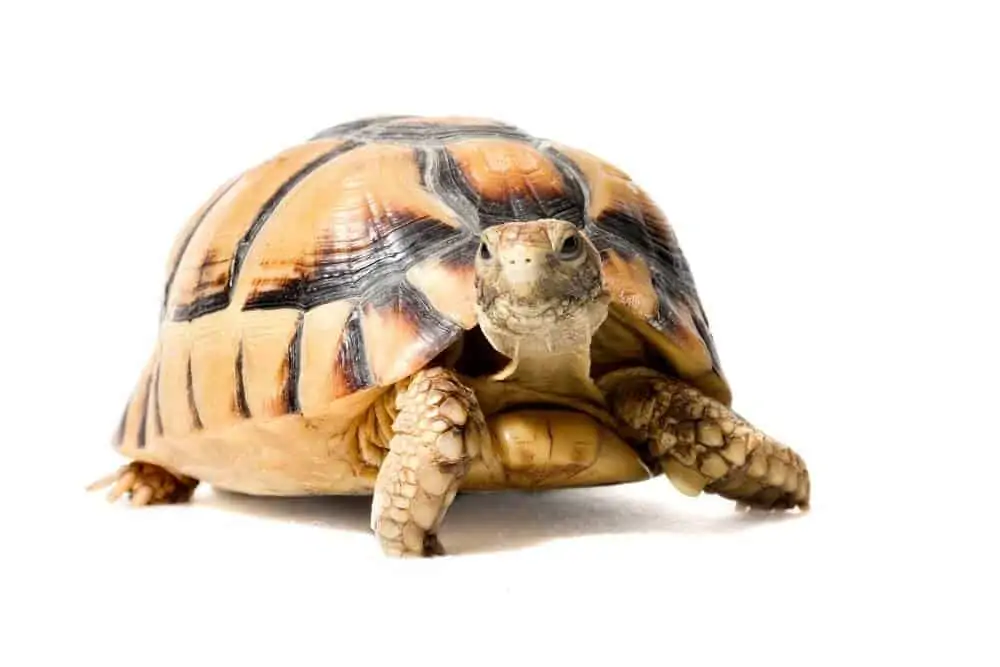 A pet Egyptian tortoise