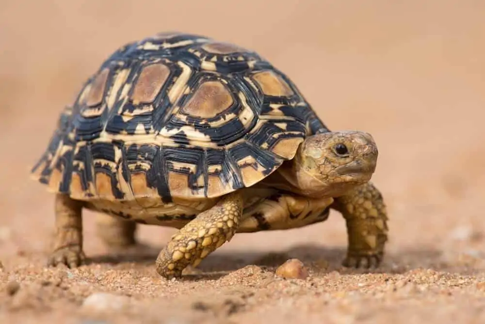 A pet leopard tortoise walking on sand