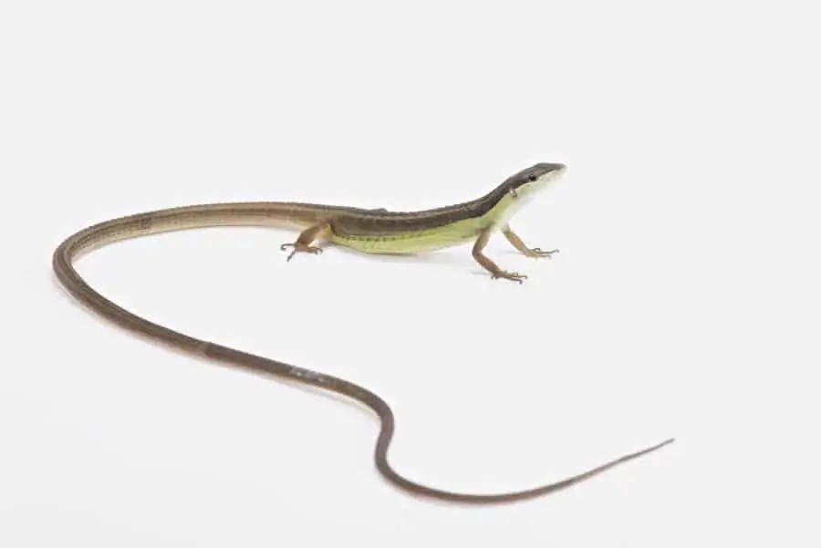 A pet long-tailed lizard looking for food