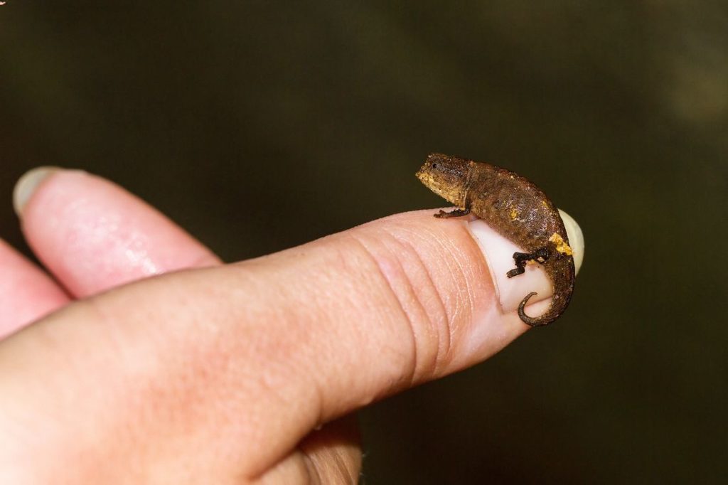 A pet pygmy chameleon climbing on an owners hand