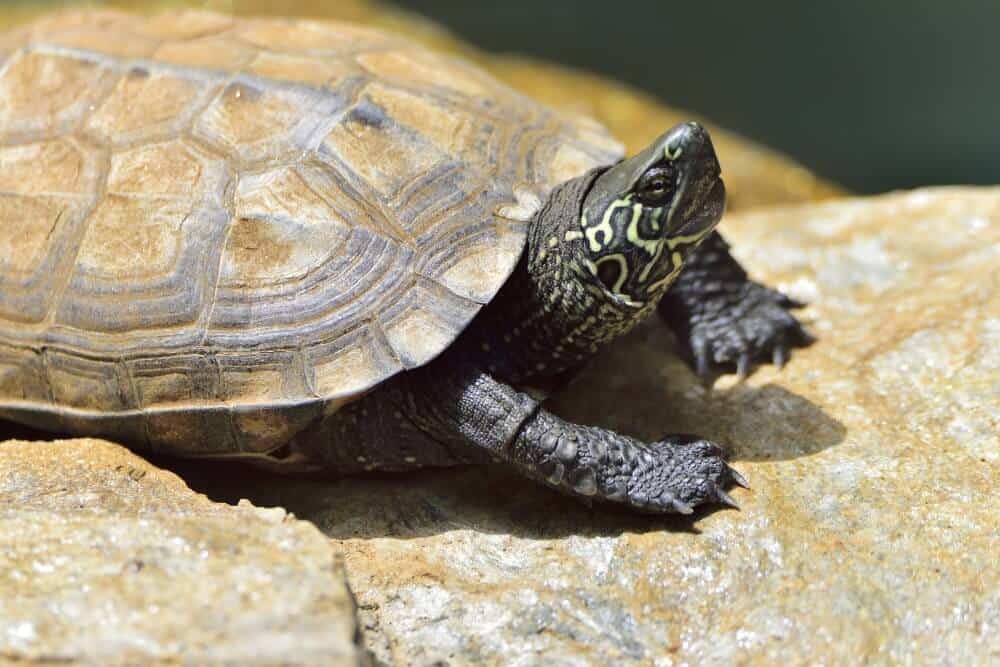 16 Best Types Of Pet Turtles The Only List You Need