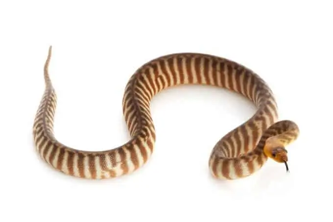A pet snake woma python