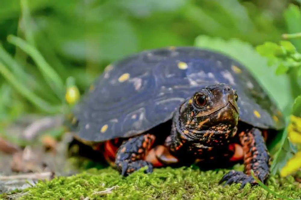 One pet spotted turtle standing on grass
