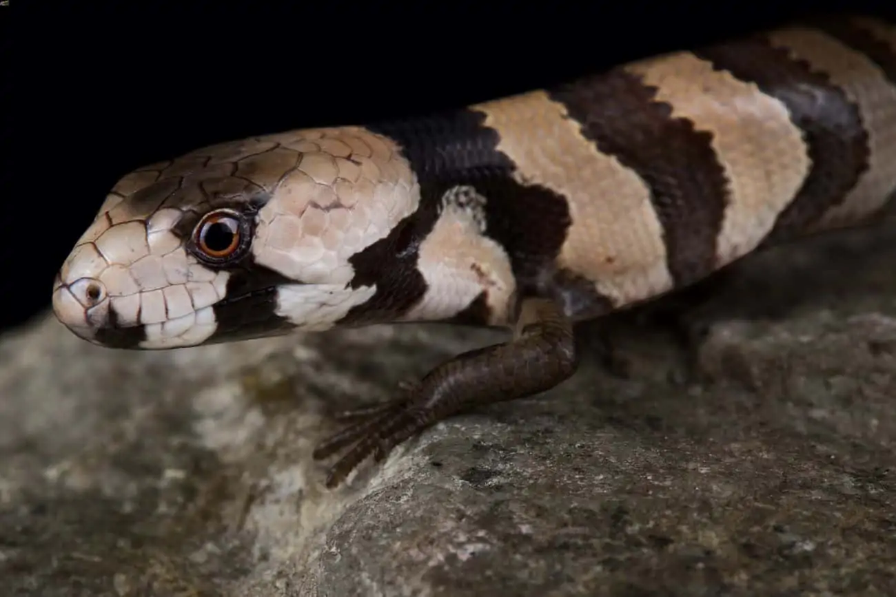 Pink-tongued skink walking on a rock