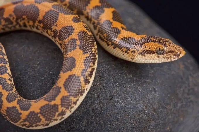 A popular snake species named the Kenyan sand boa